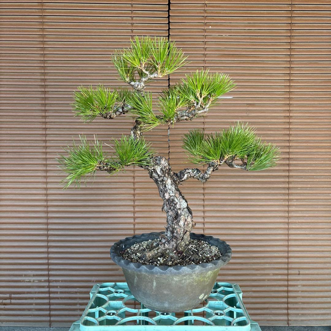黒松盆栽